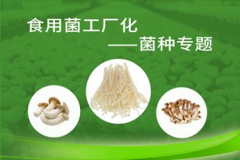 食用菌工厂化——菌种专题