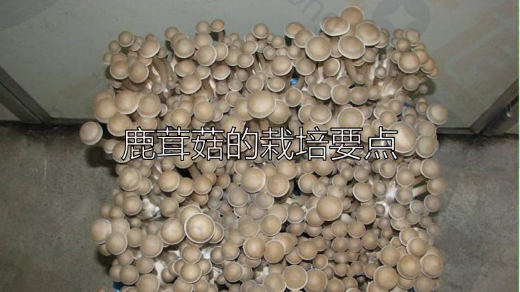 木村荣一：鹿茸菇的栽培要点（育种、栽培、品种选拔）