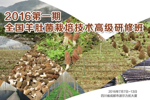 2016第一期全国羊肚菌栽培技术高级研修班