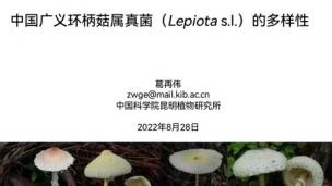 菌物知识网络课堂：葛再伟：中国广义环柄菇属真菌的多样性